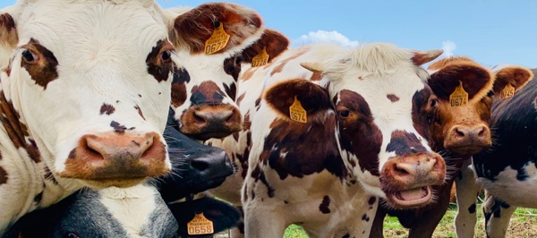 Is milk made for humans?